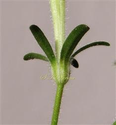  Calyx